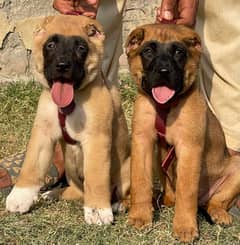 Kurdish Kangal pair full security dogs havey bone for sale 0