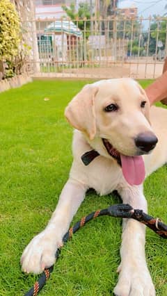 labrador pup