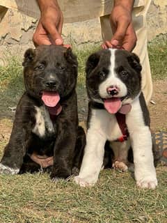 alabai puppies pair full security dogs havey bone for sale 0