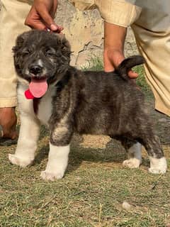 alabai puppy male full security dog havey bone age 75 days for sale