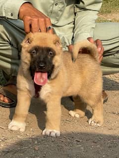 Kurdish Kangal puppy male full security dog havey bone for sale