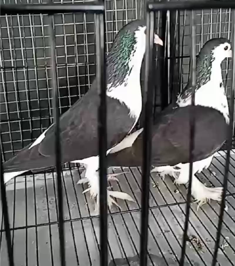 Sherazi Pair | King size pegion | White pegion 4