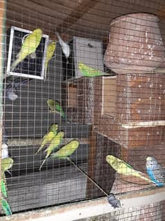 12 pairs of budgies for sale 0