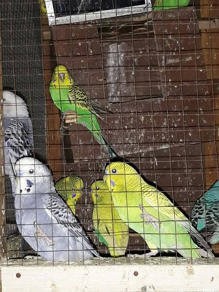 12 pairs of budgies for sale 1