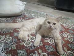 Persian cat one year old