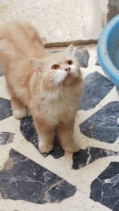 friendly persian cat