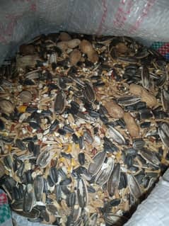 Mix Seeds for Pahari Parrot Available 03362838259