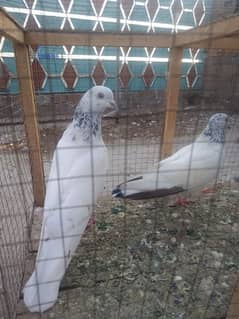 pigeon forsale