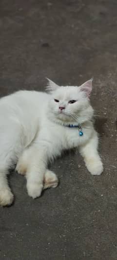 White male Persian and Chinese Bread Cat healthy and active