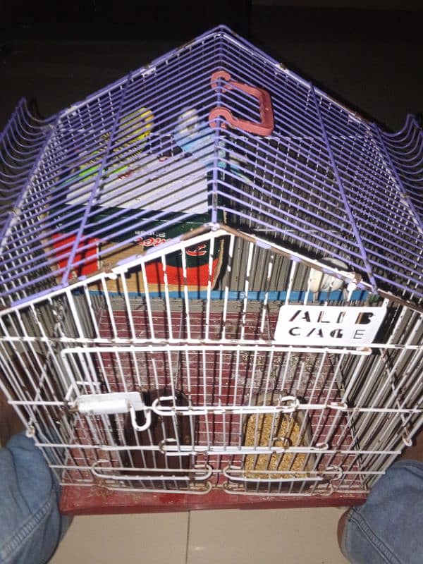 Australian budgies 2 male 1 female with cage 1