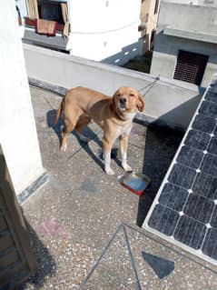 Mix breed of labrador and pointer