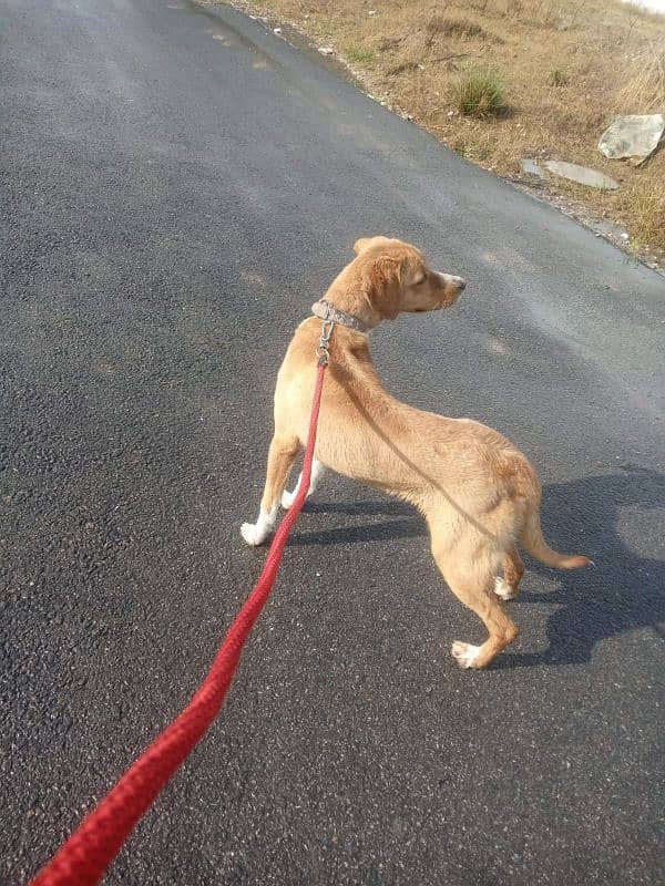 Mix breed of labrador and pointer 1