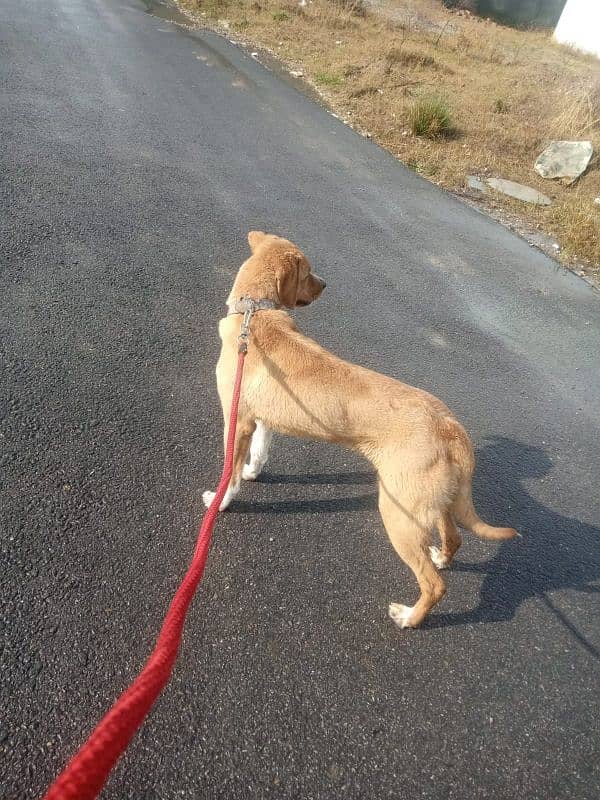 Mix breed of labrador and pointer 2