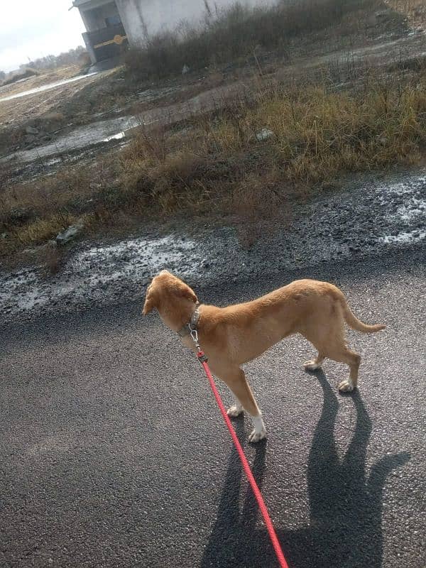 Mix breed of labrador and pointer 3