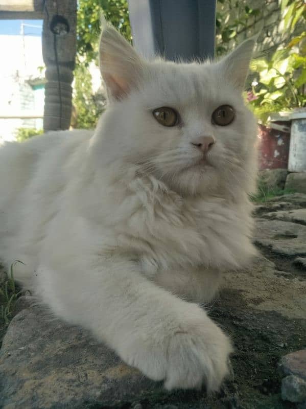 Persian Cat (vaccinated ) 1