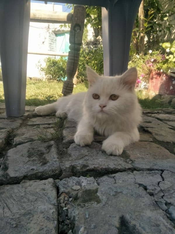 Persian Cat (vaccinated ) 3