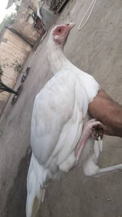 Paperwhite  female hen