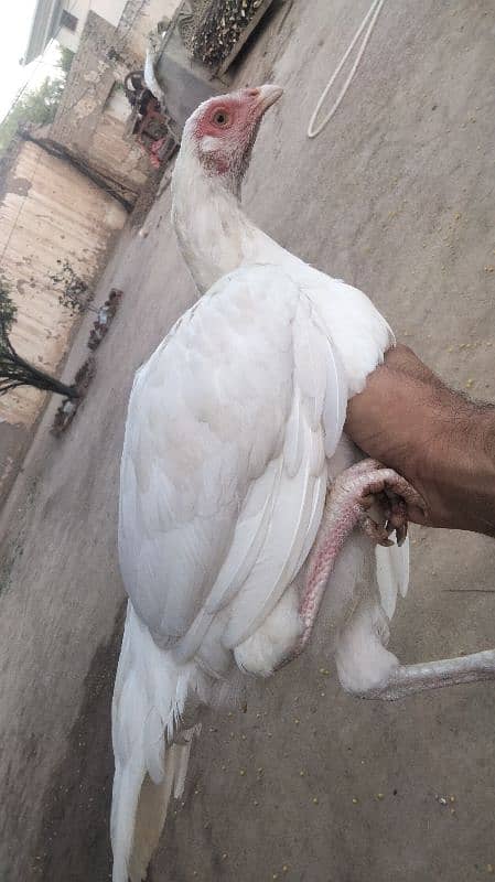 Paperwhite  female hen 1