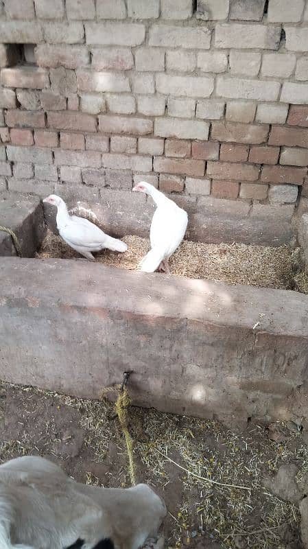 Paperwhite  female hen 2