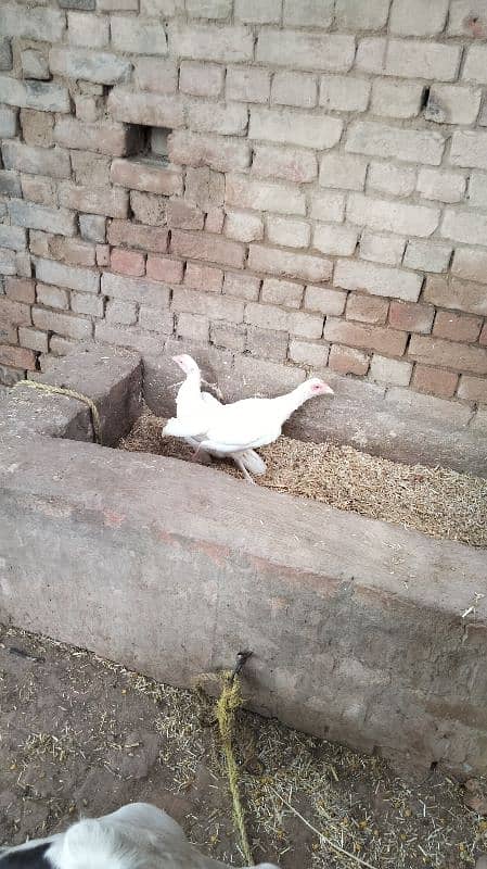 Paperwhite  female hen 5