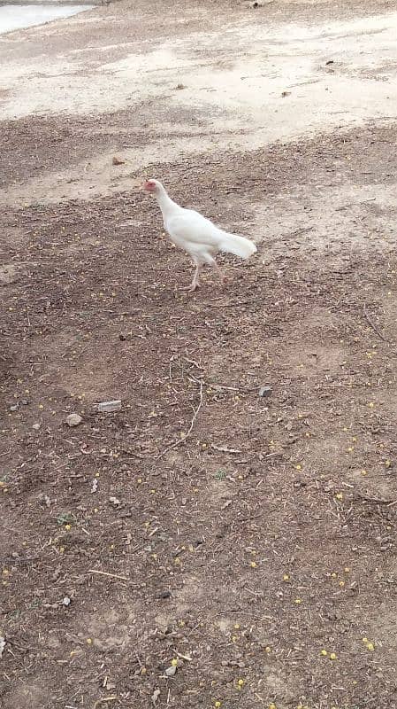 Paperwhite  female hen 8