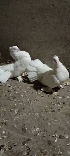 Pure white Lakey breeding pair 0