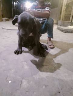 cane Corso