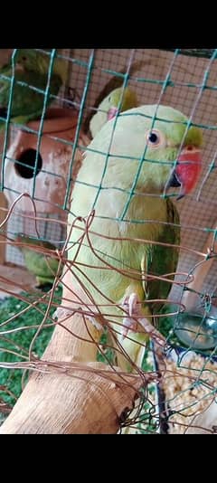 Talking Ringneck Parrot and Australian Parrot