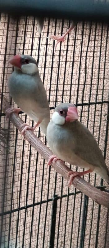 Silver java breeder pair 1