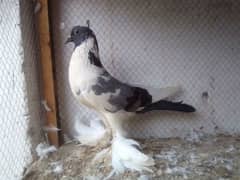 Mix fancy pigeons