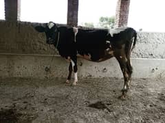 First timer 7 months pregnant cow 0