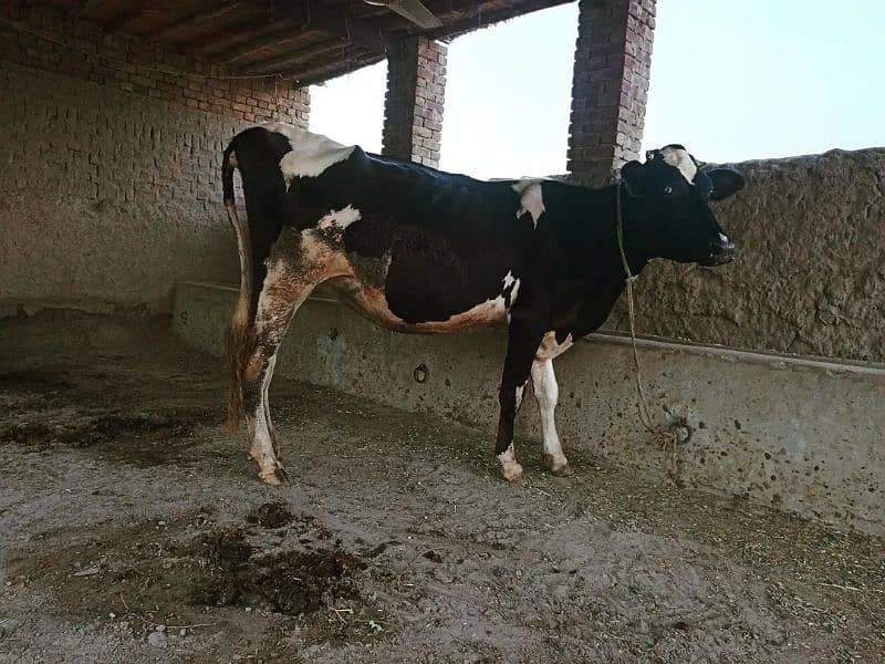 First timer 7 months pregnant cow 1