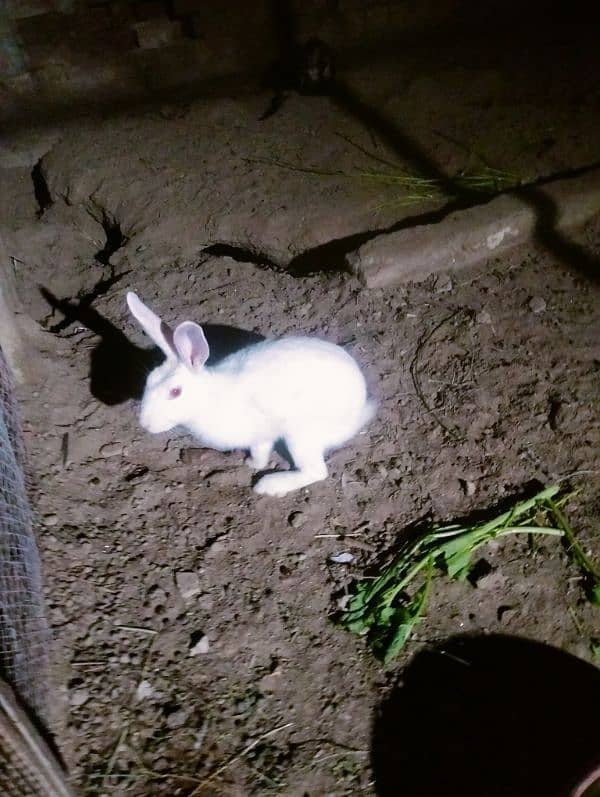 rabbit 0