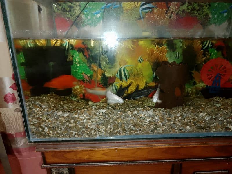 aquarium with fish 4