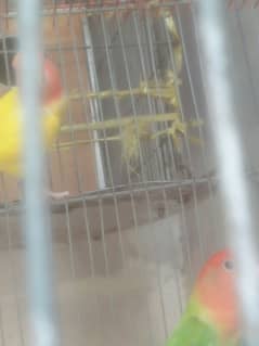 Love bird breeder pair granted urgent sell need to money