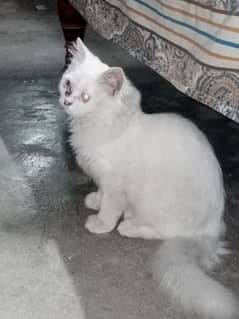 russain female cat / only serious person can contact