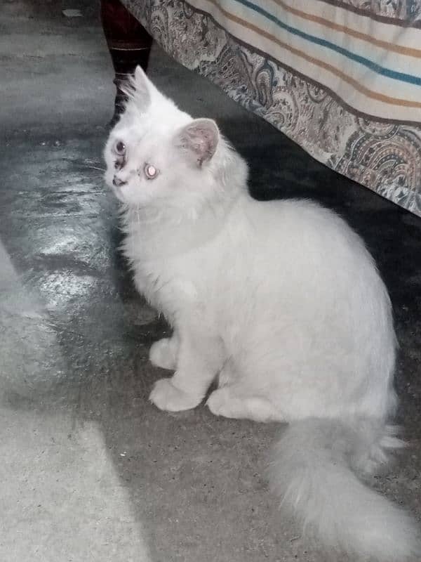 russain female cat / only serious person can contact 0