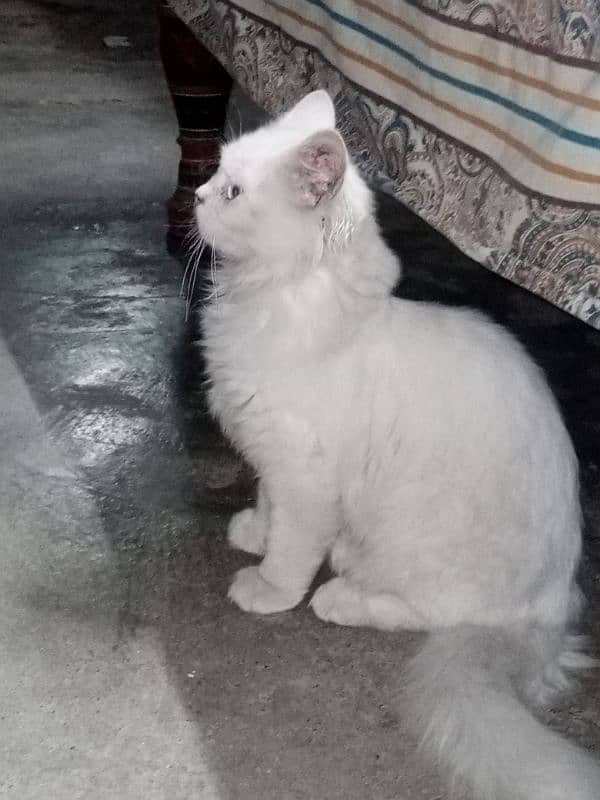 russain female cat / only serious person can contact 1