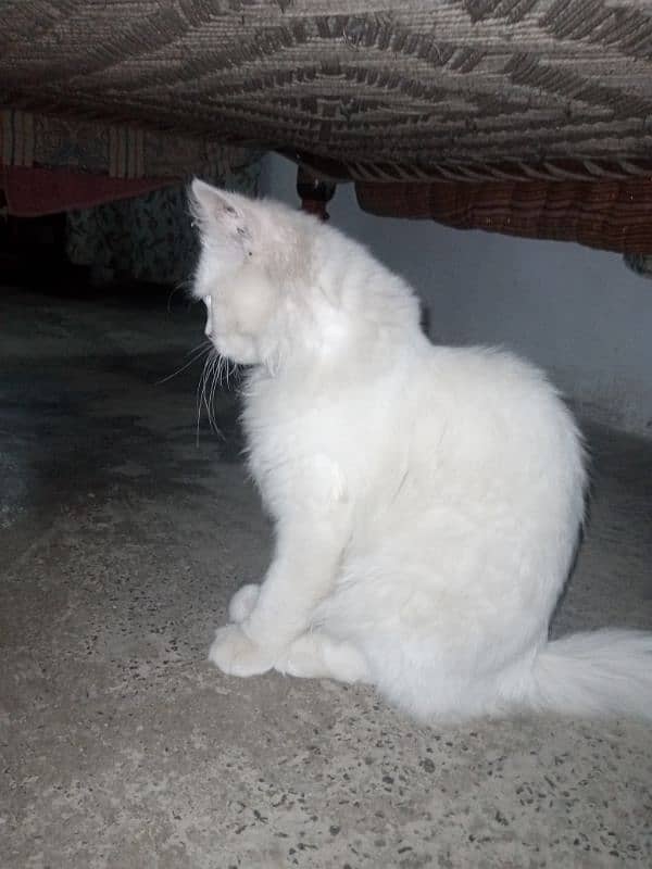 russain female cat / only serious person can contact 2