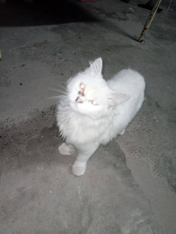 russain female cat / only serious person can contact 3