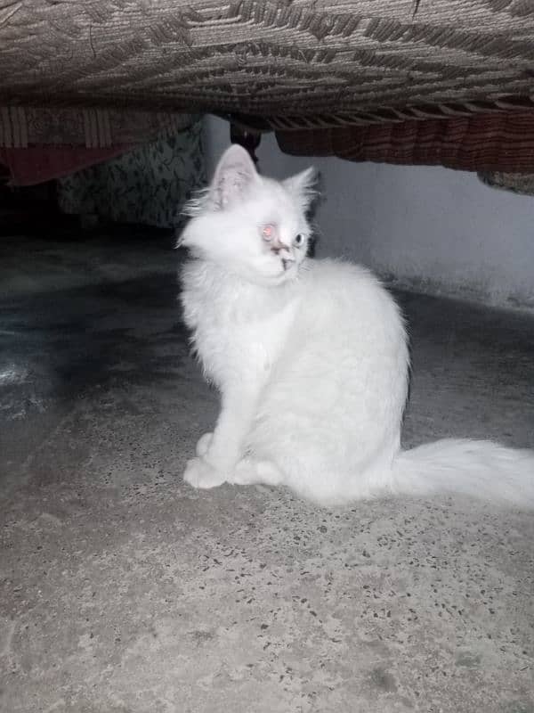 russain female cat / only serious person can contact 4