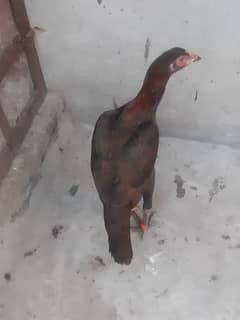 Aseel young hen for sale