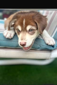 husky very playful