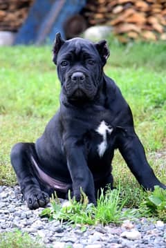 Cane Corso Puppies available both male/female