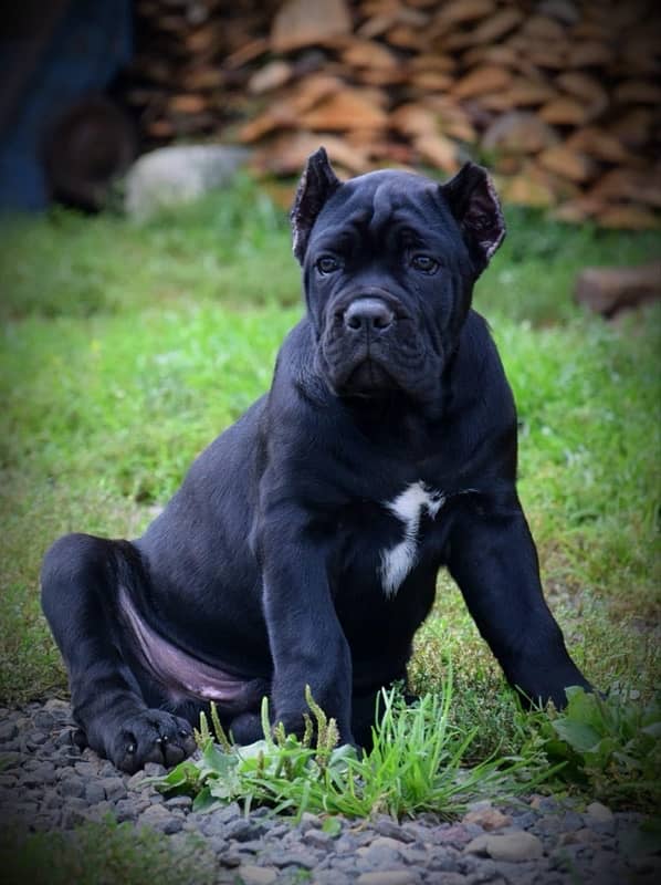 Cane Corso Puppies available both male/female 1