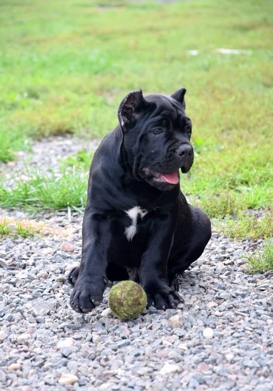 Cane Corso Puppies available both male/female 2