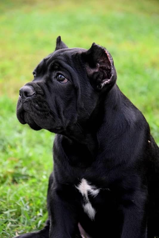 Cane Corso Puppies available both male/female 3