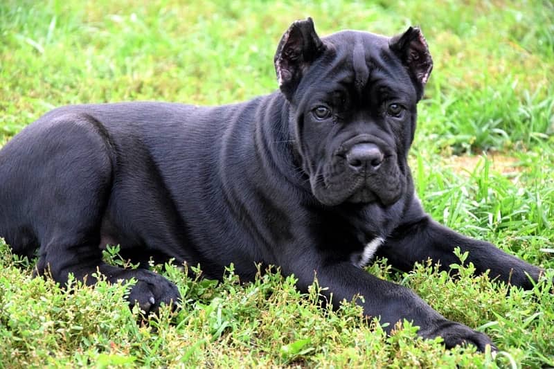 Cane Corso Puppies available both male/female 4