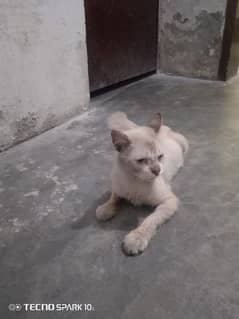 beautiful cat for sale