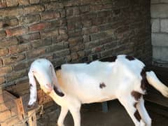 goat abluk bakri for sale